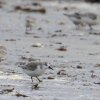 becasseau sanderling-8230